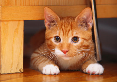 Bewertung: Katze liebt Leonardo Bewertung: Katze liebt Leonardo